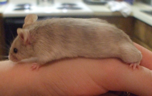 Female mama Mouse