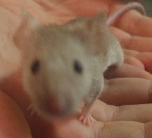 curious little mama Lady Mouse