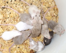 Mama Lady Mouse and Babies