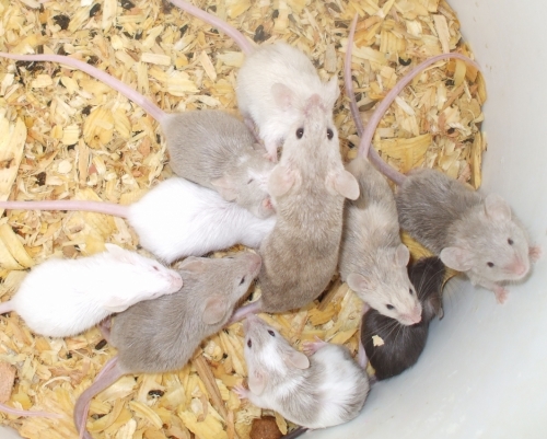 Mama Lady Mouse and Babies