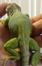 Kansas collared male