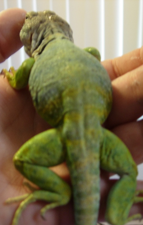 Kansas collared male