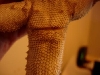 Beardie undertail