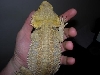 Beardie male?