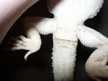 Beardie undertail2