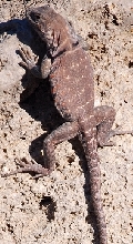 Kansas collared
