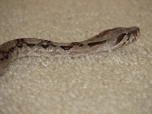 Isis the Boa Constrictor