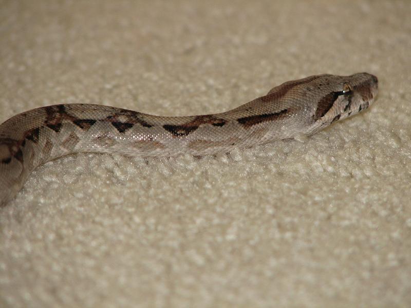 Isis the Boa Constrictor