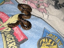 Loki the Yellow Anaconda