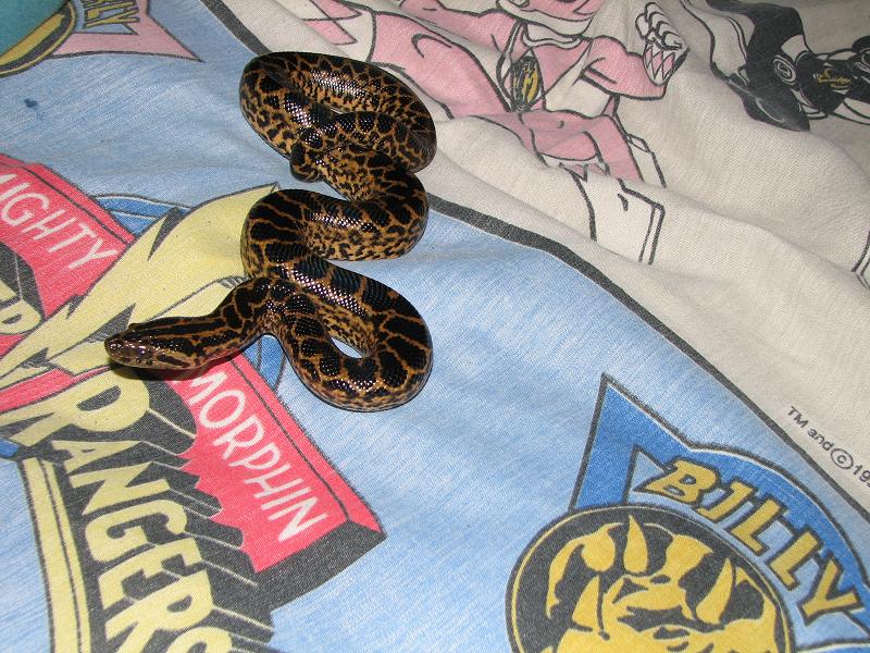Loki the Yellow Anaconda