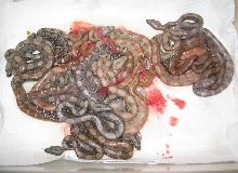 2008 Pewter Boa Litter