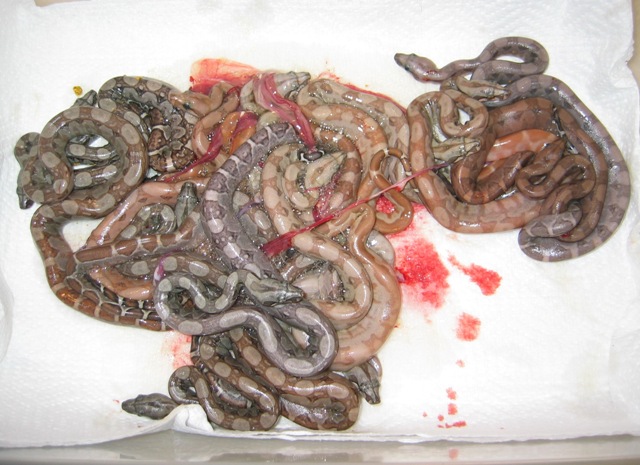 2008 Pewter Boa Litter