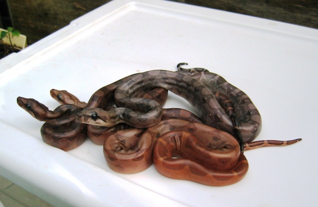 Pewter, Bloody Salmon, and Blood Boa