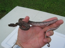 Another Pewter Boa Pic