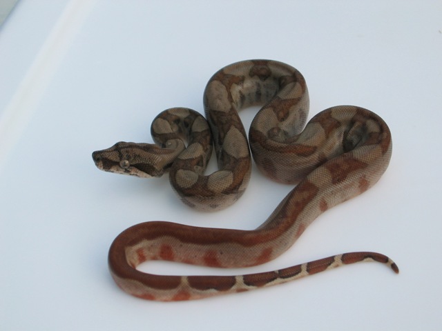 Salmon Poss Het  Blood Poss Het Anery