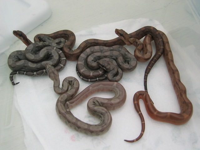 The Fab Five - Pewter, Bloody Salmon,Blood Boa, Type 2 Ghost, Type 2 Anery