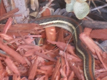 cibolosnakey