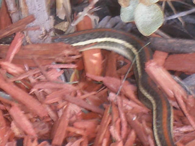 cibolosnakey