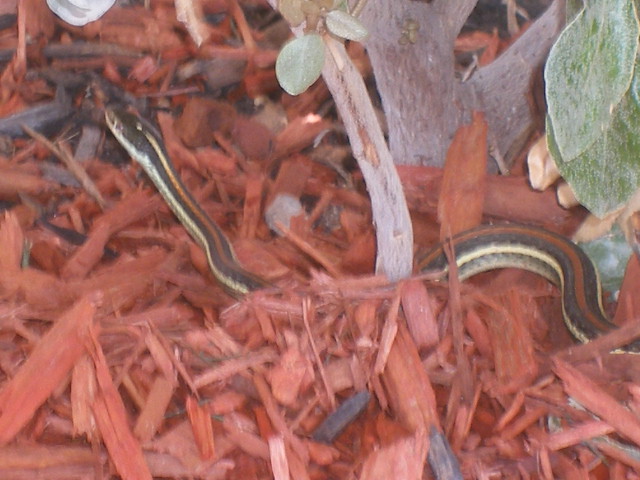 Snakey