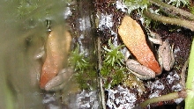 Mantella