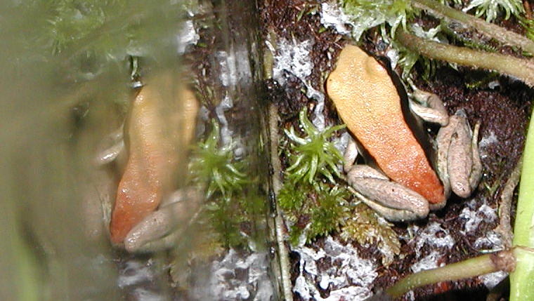 Mantella