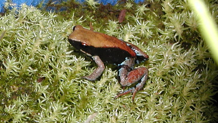 Mantella