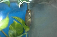 Male Green Tree Frog