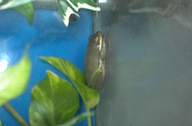 Male Green Tree Frog