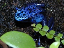 Azureus