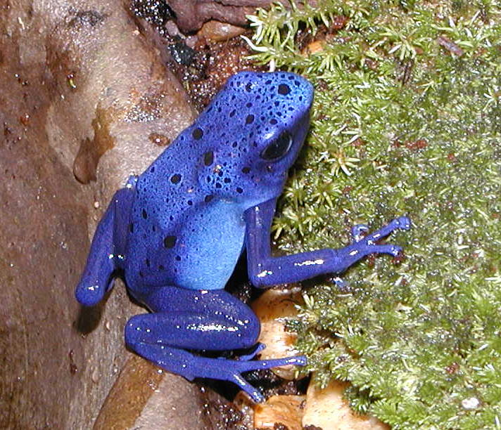Azureus