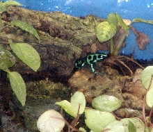 Aratus