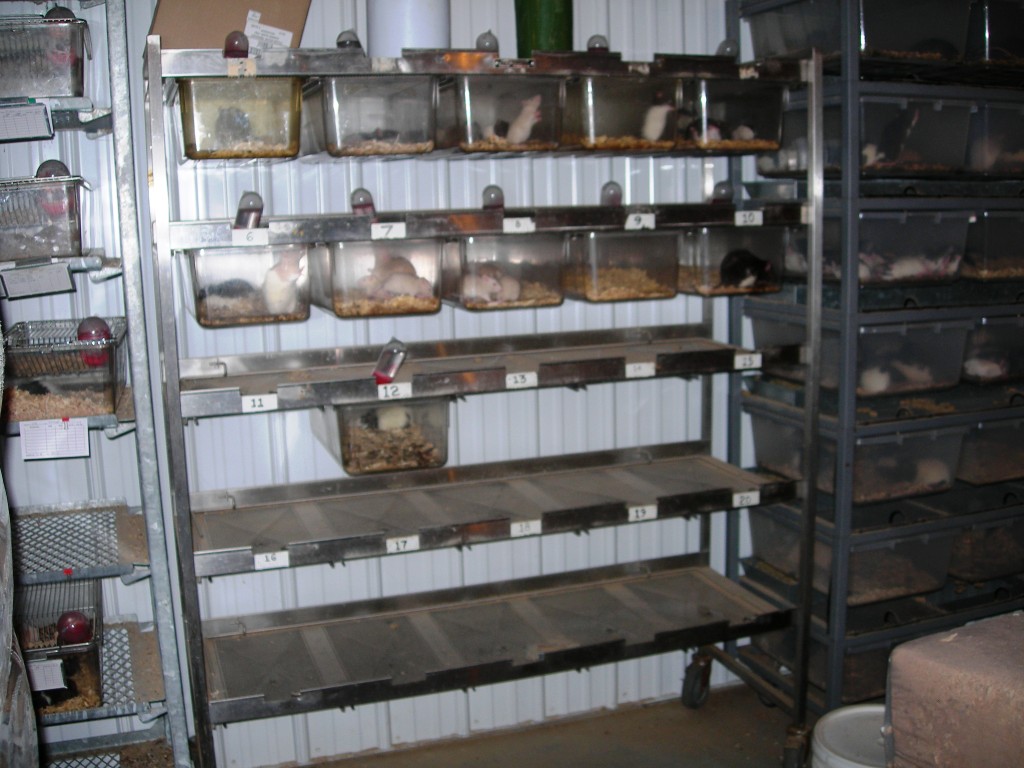 Stainless Steel Rodent Rack