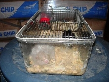 Lab Tub Stainless Top Rodents