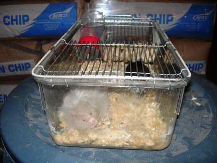 Lab Tub Stainless Top Rodents