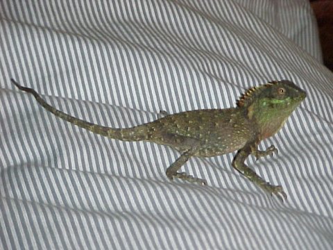 Mountain Horned Dragon