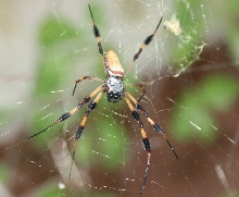 can you identify this spider?