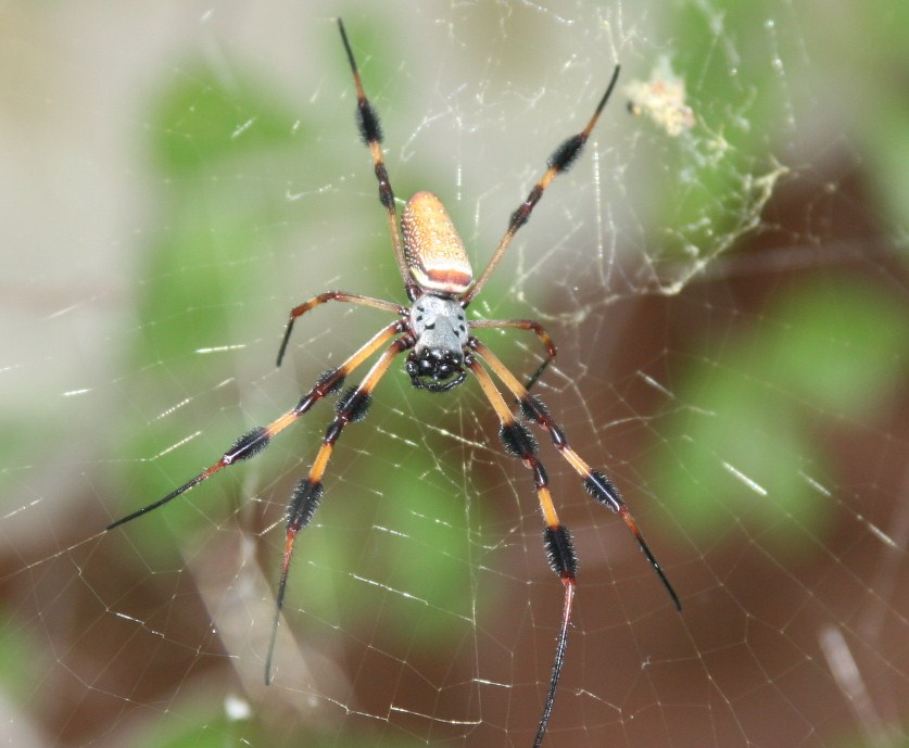can you identify this spider?