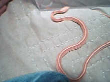 My Baby Stripe Blood Corn