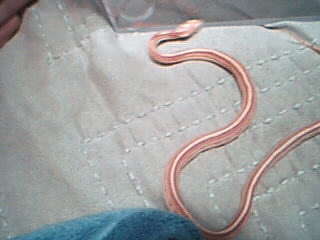 My Baby Stripe Blood Corn