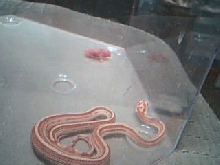 Baby Stripe Blood Before Feed