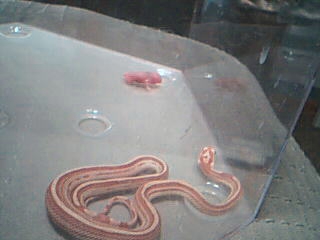 Baby Stripe Blood Before Feed