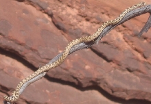 snakeutah