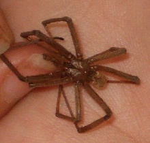 California spider
