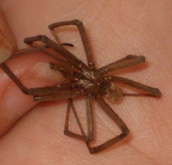 California spider