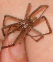 California spider 2
