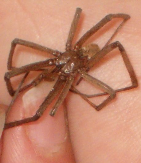 California spider 2