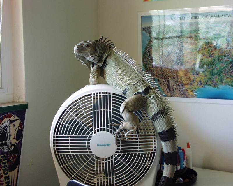 Iggy on a good dayAdult