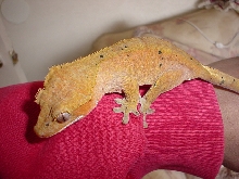 Crested Gecko
