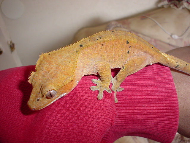 Crested Gecko