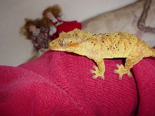 Crested Gecko